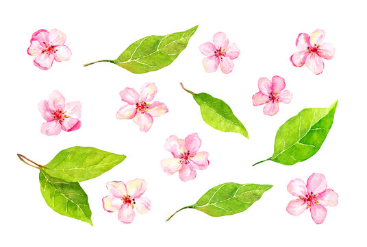 Set of cherry blossom, apple, sakura elements. Watercolor collection of spring flowers, leaves. Botanical illustration