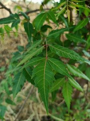 Neem green leaf on plant