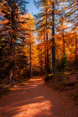 Obraz premium Beautiful trail in the wood with red leaves trees in the Alps of Italy