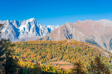 Beautiful autumnal landscape with the wood and the Monte Rosa (Pink Mount) in Aosta Valley Italy