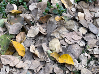 Leaves on the Ground