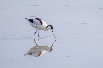 Pied avocet (recurvirostra avosetta) wading in water