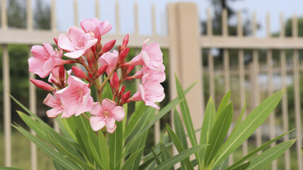 Closeup of a pink Nerium oleander