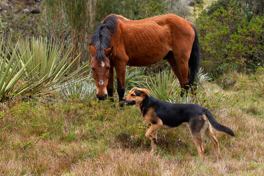 Amistad entre un perro y un caballo que se divierten en el campo 