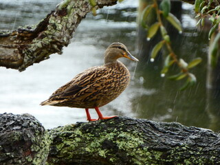 Duck in a Tree