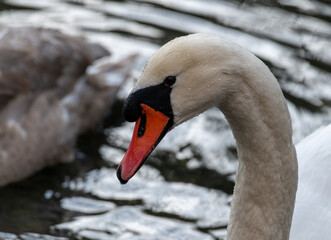 Closeup shot of the head and neck of male swan