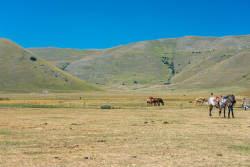 CASTELLUCCIO DI NORCIA, ITALY, 26 AUGUST 2021 Horses in the valley of Umbria
