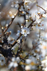 Spring blossoms on the tree. Selective focus.