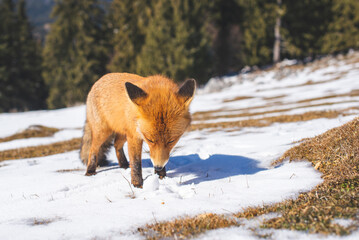 Portrait od red fox in winter