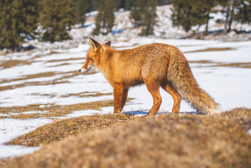 Portrait od red fox in winter