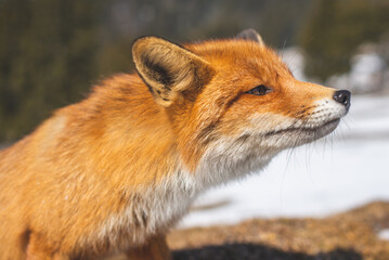 Fototapeta premium Portrait od red fox in winter
