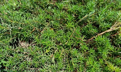 green grass background