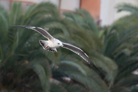 Southern Fulmar Flying On A Blurred Background Of A Palm Tree