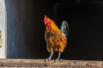 Farmyard rooster perched on a gate in an educational farm. © bios48