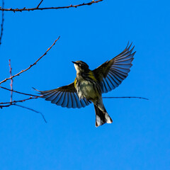 Obraz na płótnie Canvas Yellow-rumped Warbler flying to a tree