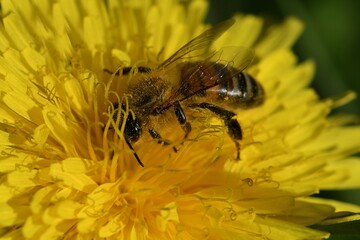 abeille sur fleur de pissenlit