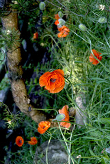 Withering red poppies in a field