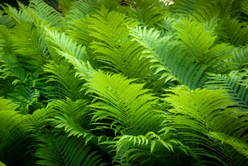 Green fern leaves in the garden