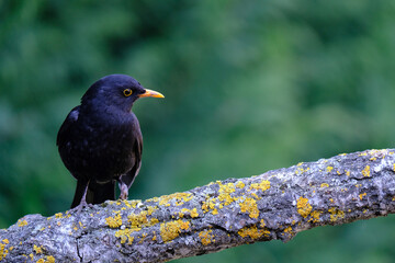 One of the most familiar birds in the parks and gardens of Europe, the blackbird. This is perched on a branch.

