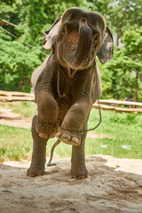 I wish to be set free. Shot of an Asian elephant in captivity.