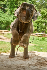 Fototapeta premium I wish to be set free. Shot of an Asian elephant in captivity.