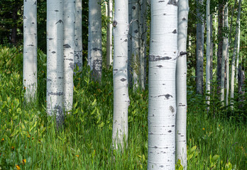Trunks of aspen trees in bright green grass in Colorado