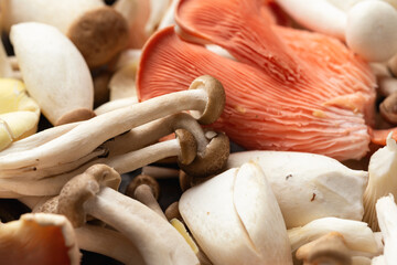 a selection of fresh uncooked exotic mushroom varieties