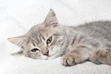 Fototapeta na wymiar A gray striped little kitten lies on a white blanket. The kitten is resting after playing. Portrait of beautiful gray tabby cat. Cute kittens