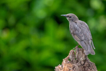 Fledgeling Starling Bird Perched with copyspace