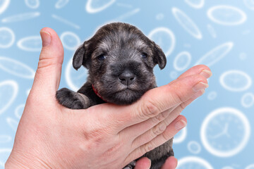 A small newborn puppy on the owner's hand. A small black miniature schnauzer puppy on the background of a blurry clock. Pet care. Children grow up fast. National Puppy Day