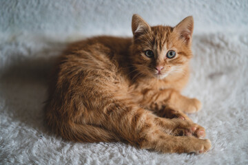 Gato pequeño rubio con ojos azules tumbado medio dormido