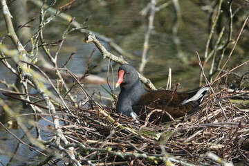waterhen (Gallinula chloropus) sitting on nest