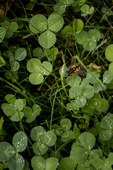 Fresh green clover covered in morning dew