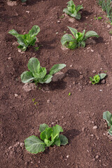Young cabbage sprouts on the field .A field is planted with cabbage.