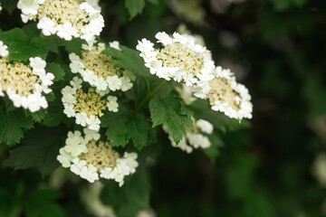 Flowering viburnum. Viburnum blooms in full force..
