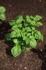 Green shoots of potato seed. Potato growing in the agriculture field .Young potato plant close-up
