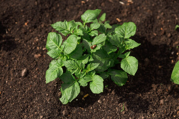 Colorado beetle eating potato leaves. Potato growing in the agriculture field .
