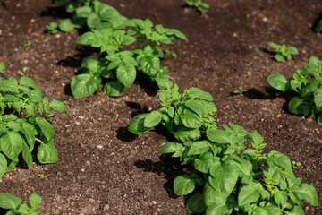 Green shoots of potato seed. Potato growing in the agriculture field .
