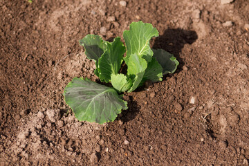 Young cabbage sprouts on the field .A field is planted with cabbage. Agriculture in summer