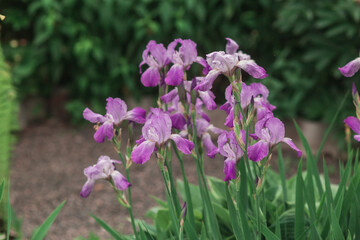 Blooming violet iris flower in the garden. Gardening concept.