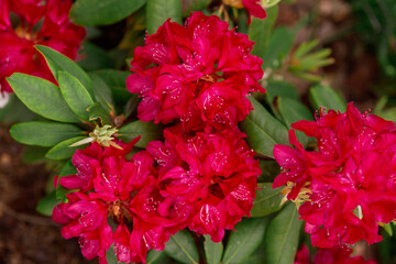Beautiful red Rhododendron tree blossoms in garden in sunny summer day