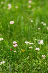 Beautiful camomiles flowers blooming in a meadow on a sunny summer day. Spring flowers
