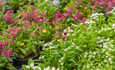 Obraz premium Lobularia maritima. Potted red white flowers
