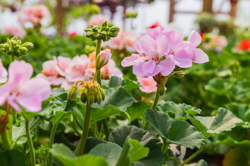 Potted pink flowers are in a greenhouse on a sunny day