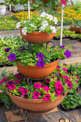 Multi level flowerpot with colorful petunia flowers