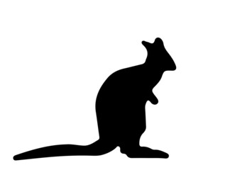 Kangaroo (Wallaby Wallaroo)  silhouette on white - obrazy, fototapety, plakaty