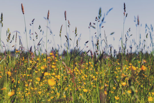 Summer meadow background, natural photo