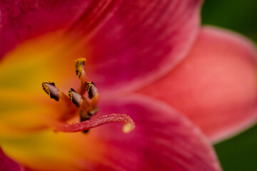 Red stargazer lily close up