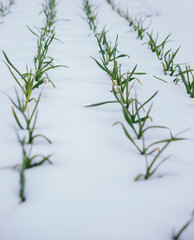 Garlic planted in a row on a bed under the snow. Green garlic leaves. Fragrant garlic in the country.