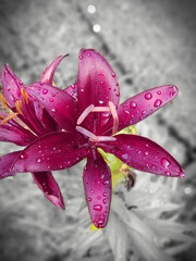 Selective of a purple lily flower with water droplets